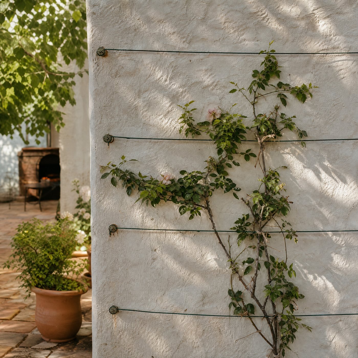 Wall Wire Kit for Climbers — a limewashed garden wall with horizontal green wires on vine eyes and a young climbing rose tied in